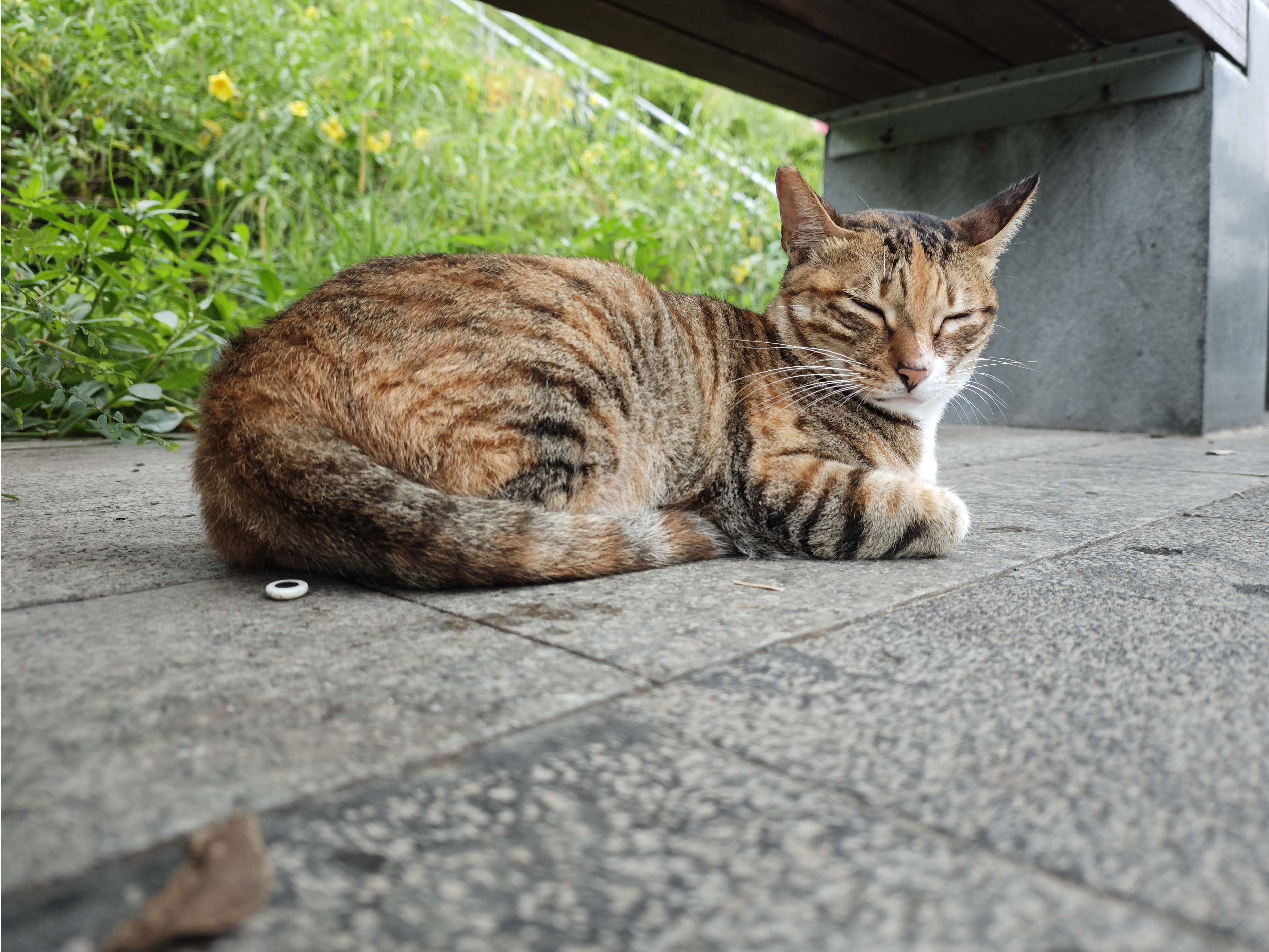 猫猫